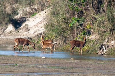 Barasingha
